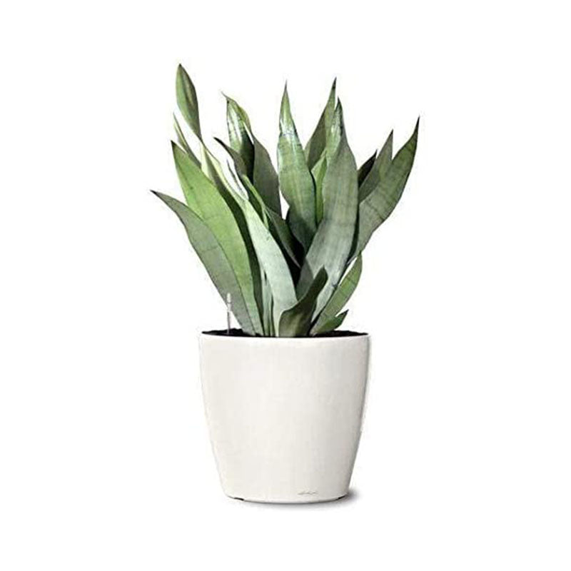 Plantmojo Golden Snake Plant In Round Pot