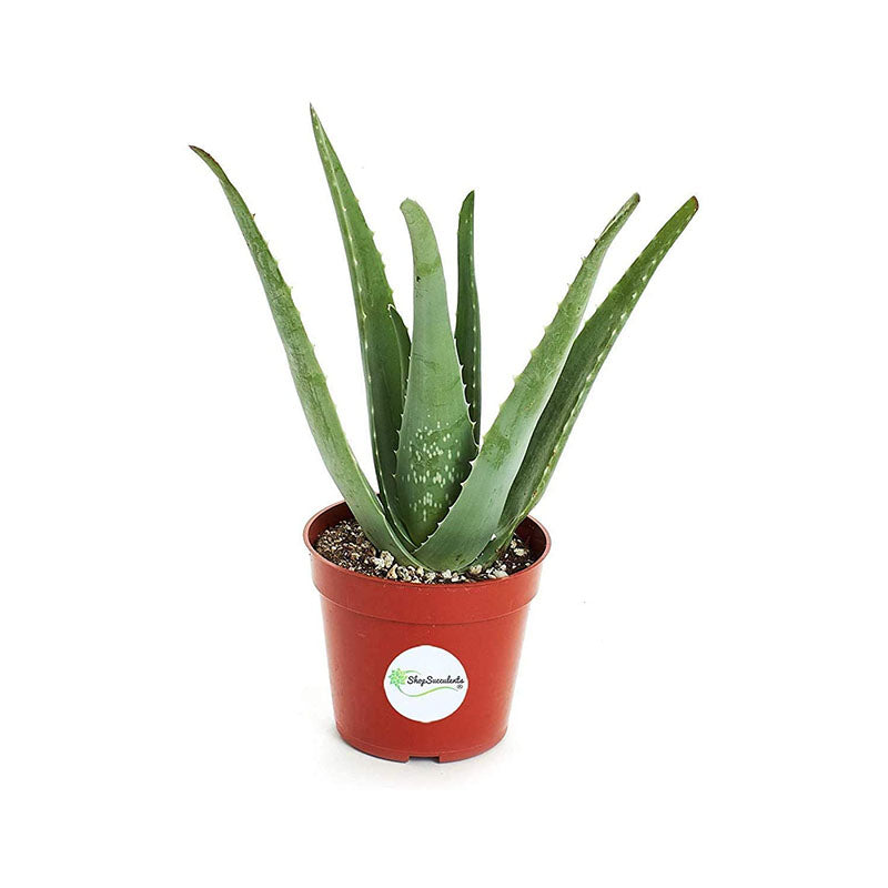 Indoor Snake Plant Superba