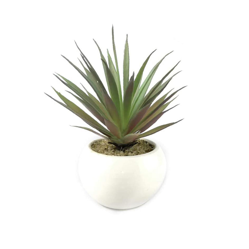 Chlorophytum Spider Plant With Pot