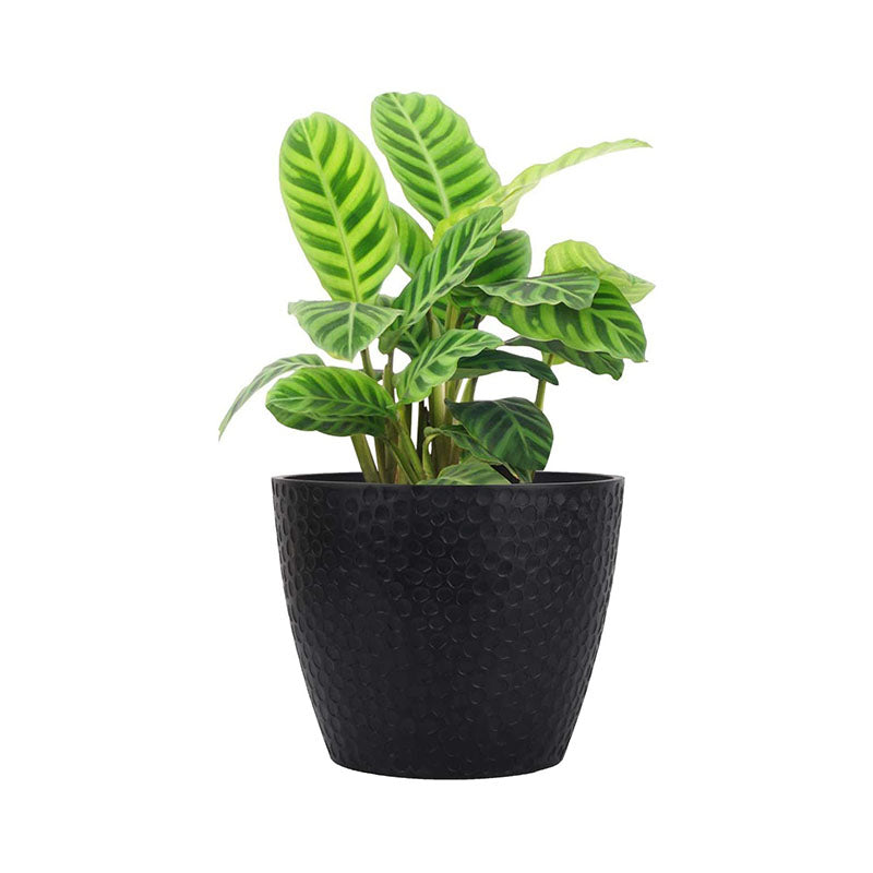 Outdoor Indoor Tree Planters