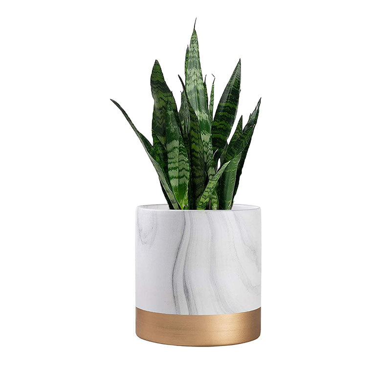 Plantmojo Golden Snake Plant In Round Pot