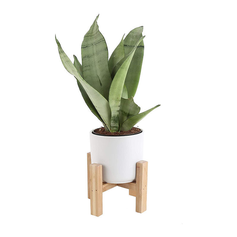 Plantmojo Golden Snake Plant In Round Pot