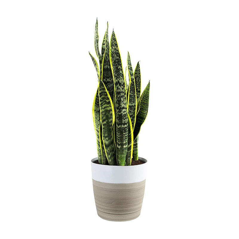 Plantmojo Golden Snake Plant In Round Pot