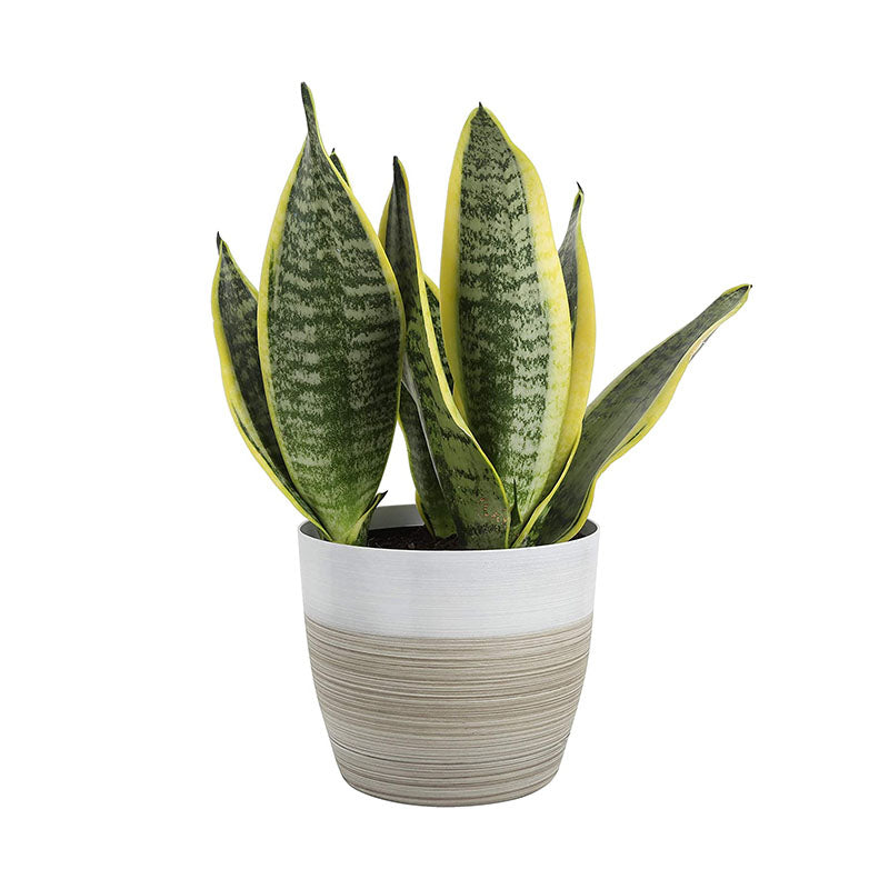 Plantmojo Golden Snake Plant In Round Pot