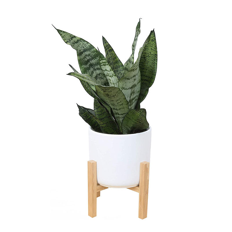 Plantmojo Golden Snake Plant In Round Pot