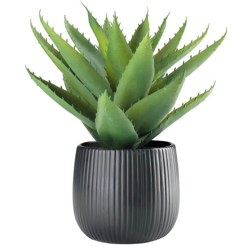 Cacti & Succulents Black Dragon Snake Plant