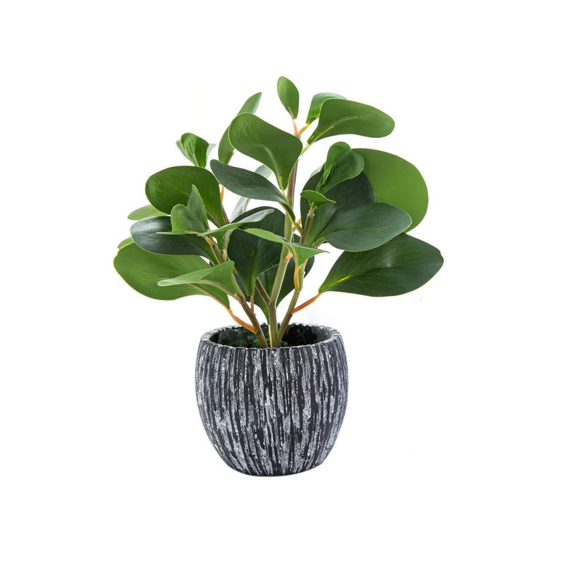 Ugaoo Air Purifying Rubber Plant