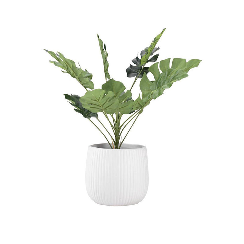 Ugaoo Air Purifying Rubber Plant