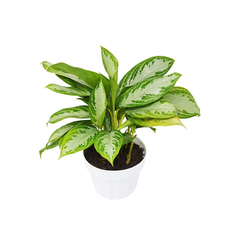 Ugaoo Air Purifying Rubber Plant