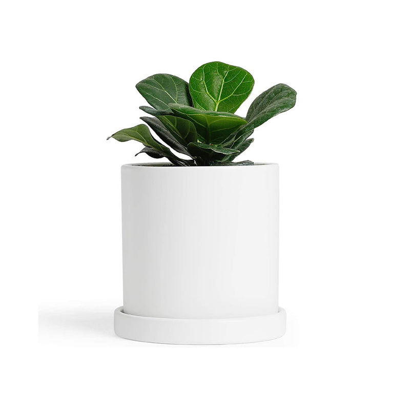 Ugaoo Air Purifying Rubber Plant